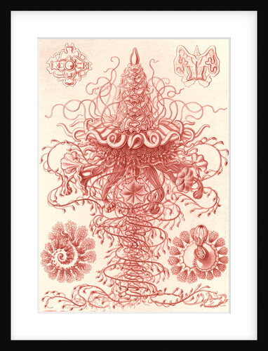 Marine invertebrates. Siphonophorae by Ernst Haeckel