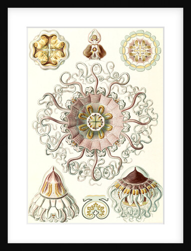 Jellyfishes in the phyllum Cnidaria. Peromedusae by Ernst Haeckel