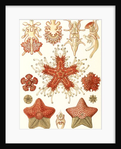 Starfishes in the phyllum Echinodermata. Asteridea by Ernst Haeckel