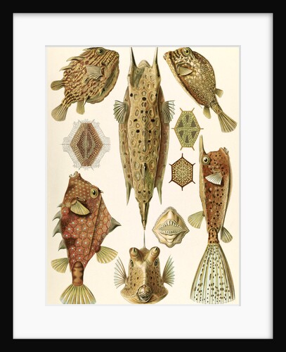 Boxfishes. Ostraciontes by Ernst Haeckel