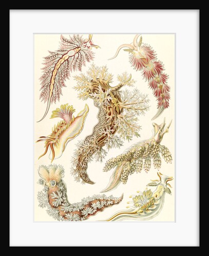 Marine mollusks. Nudibranchia by Ernst Haeckel