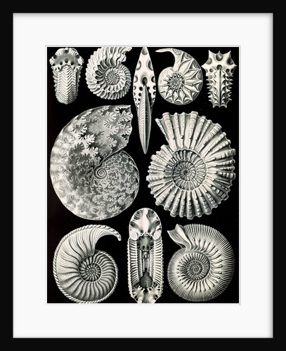 Marine mollusks. Ammonitida by Ernst Haeckel