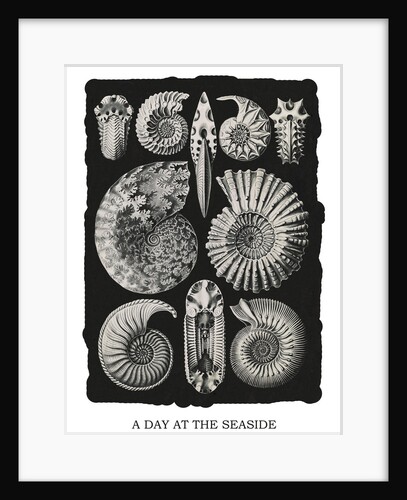 Marine mollusks. Ammonitida by Ernst Haeckel
