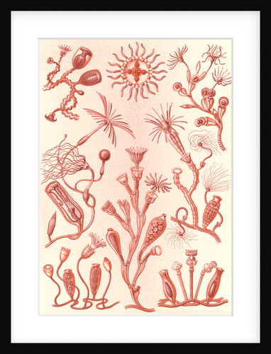 Aquatic animals. Campanariae by Ernst Haeckel