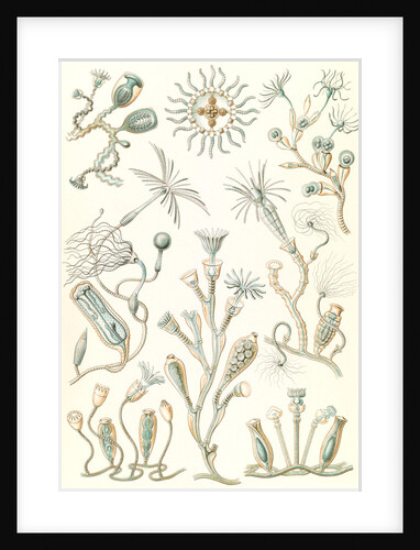 Aquatic animals. Campanariae by Ernst Haeckel