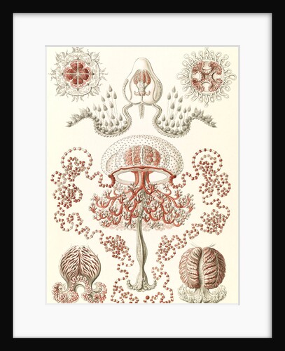 Jellyfishes. Anthomedusae by Ernst Haeckel