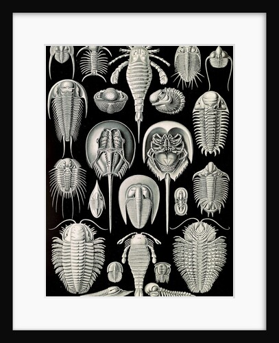 Horseshoe crabs. Aspidonia by Ernst Haeckel