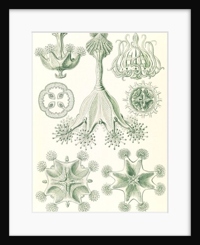 Stalked jellyfishes. Stauromedusae by Ernst Haeckel