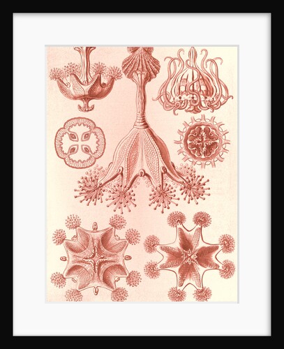 Stalked jellyfishes. Stauromedusae by Ernst Haeckel