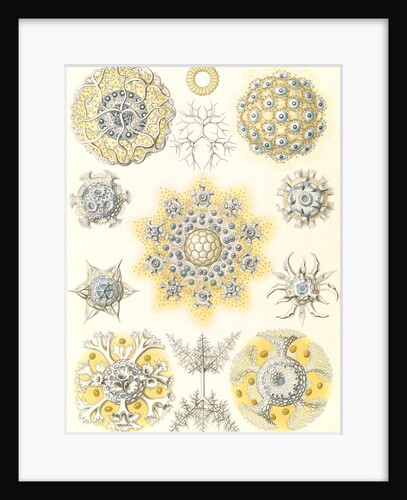 Microorganisms. Polycyttaria by Ernst Haeckel