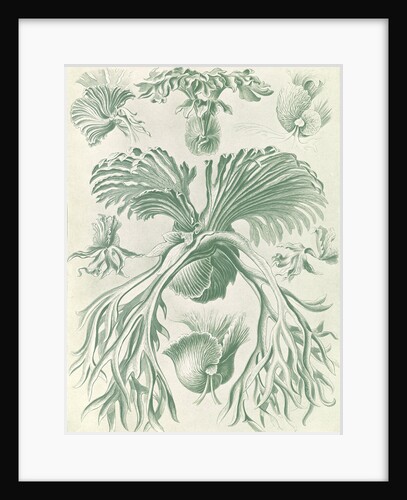 Ferns. Filicinae by Ernst Haeckel