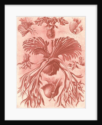 Ferns. Filicinae by Ernst Haeckel