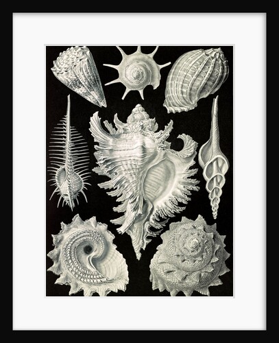 Aquatic and terrestrial snails. Prosobranchia by Ernst Haeckel