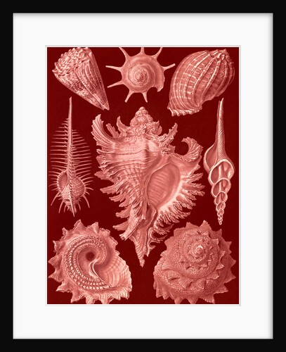 Aquatic and terrestrial snails. Prosobranchia by Ernst Haeckel