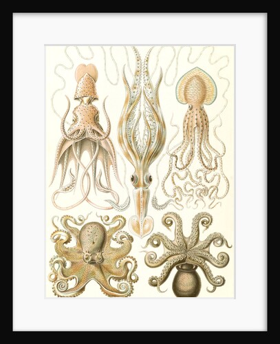 Octopuses. Gamochonia by Ernst Haeckel