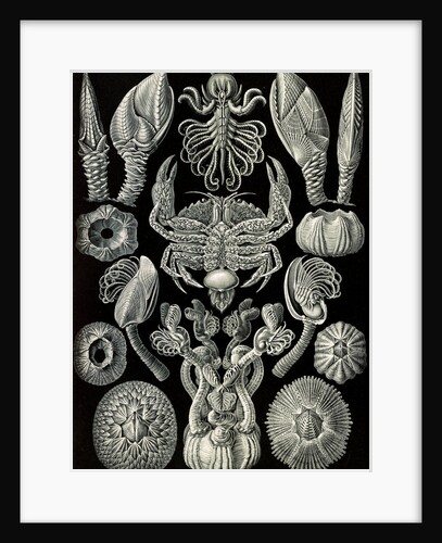 Barnacles. Cirripedia by Ernst Haeckel