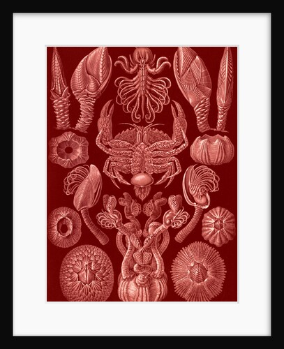 Barnacles. Cirripedia by Ernst Haeckel