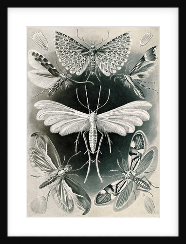 Moths. Tineida by Ernst Haeckel