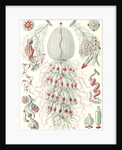 Marine invertebrates. Siphonophorae by Ernst Haeckel