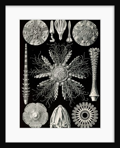 Sea urchins and sand dollars. Echinidea by Ernst Haeckel