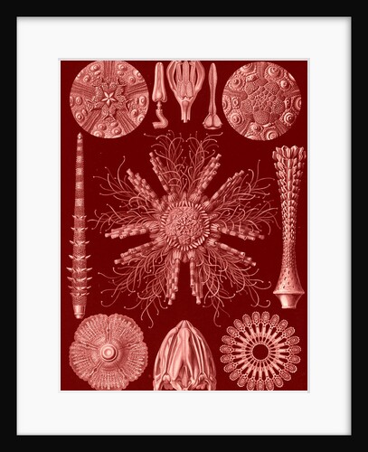 Sea urchins and sand dollars. Echinidea by Ernst Haeckel