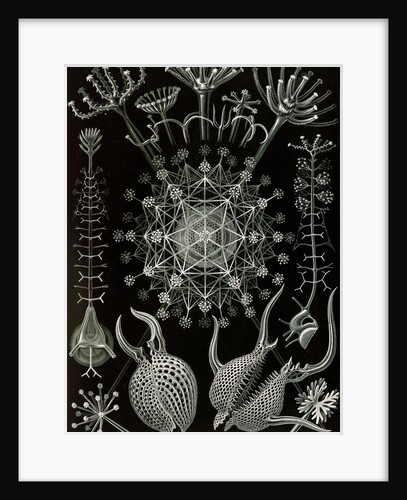 Microorganisms. Phaeodaria by Ernst Haeckel