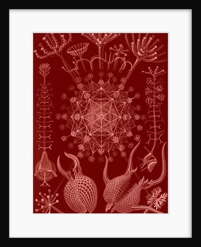Microorganisms. Phaeodaria by Ernst Haeckel