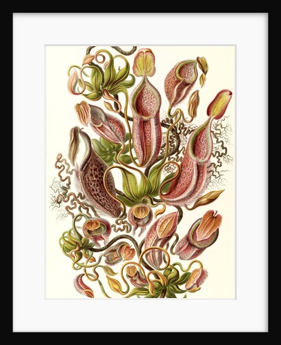 Pitcher plants. Nepenthaceae by Ernst Haeckel