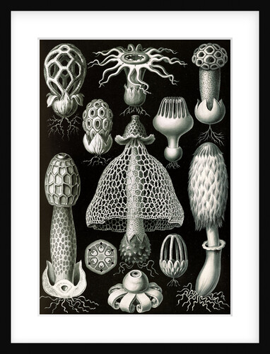 Stinkhorn mushrooms. Basimycetes by Ernst Haeckel