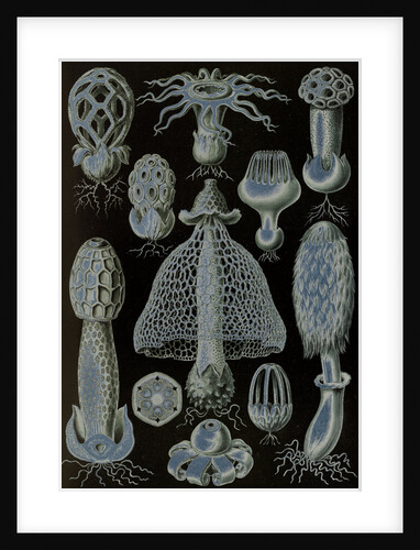 Stinkhorn mushrooms. Basimycetes by Ernst Haeckel