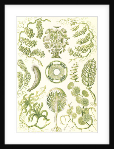 Seaweed. Siphoneae by Ernst Haeckel