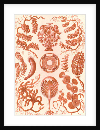 Seaweed. Siphoneae by Ernst Haeckel