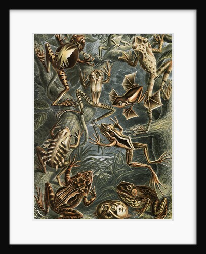 Frogs. Batrachia by Ernst Haeckel