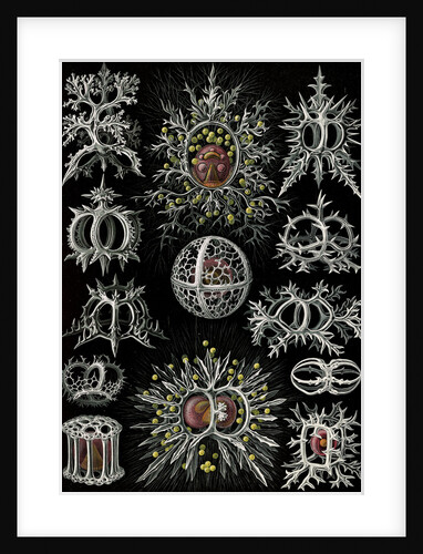 Microorganisms. Stephoidea by Ernst Haeckel