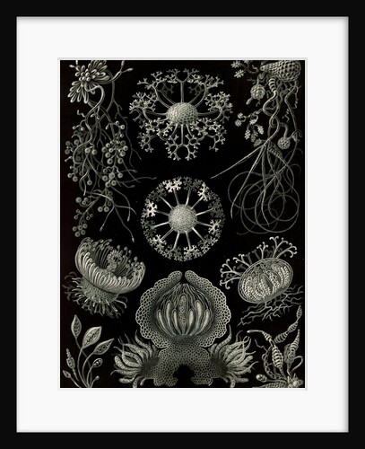 Fungi. Ascomycetes by Ernst Haeckel