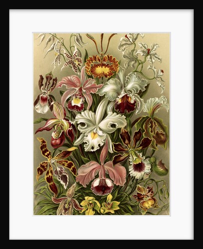 Orchids. Orchideae by Ernst Haeckel