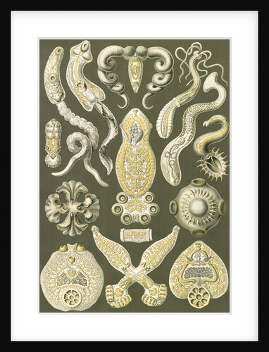 Flatworms. Platodes by Ernst Haeckel