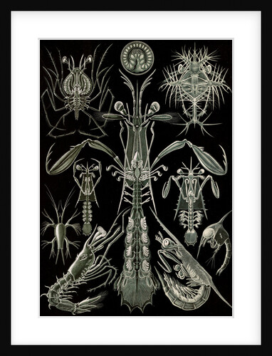 Invertebrates. Thoracostraca by Ernst Haeckel