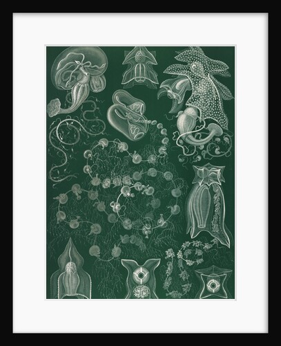 Marine invertebrates. Siphonophorae by Ernst Haeckel