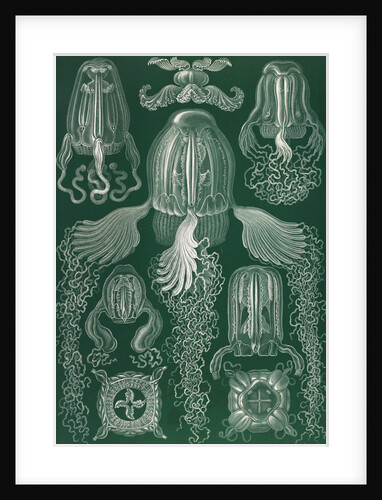 Jellyfish. Cubomedusae by Ernst Haeckel