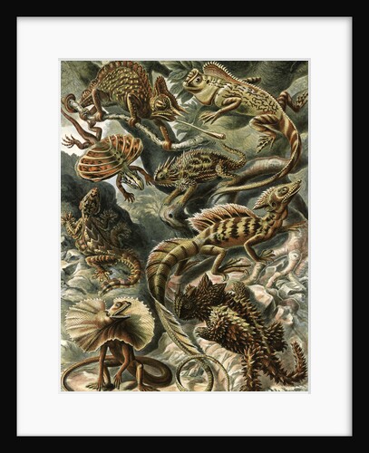 Corytophanid lizards. Lacertilia by Ernst Haeckel