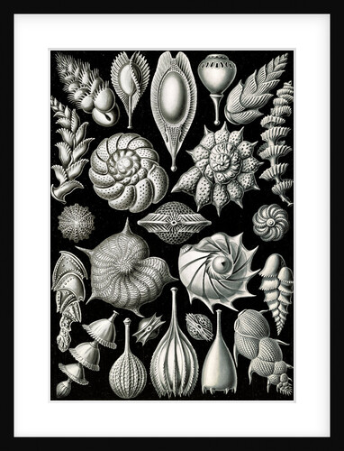 Microorganisms. Thalamophora by Ernst Haeckel