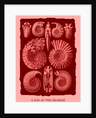 Marine mollusks. Ammonitida by Ernst Haeckel