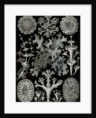 Lichens. Lichenes by Ernst Haeckel