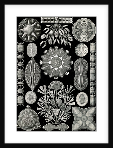 Algae. Diatomea by Ernst Haeckel