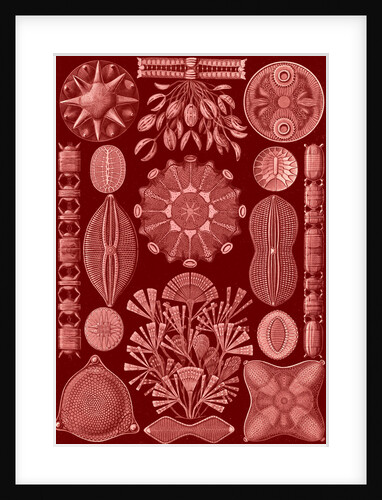 Algae. Diatomea by Ernst Haeckel