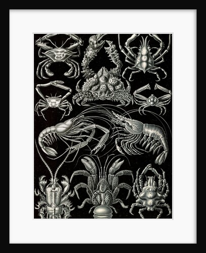Crabs. Decapoda by Ernst Haeckel