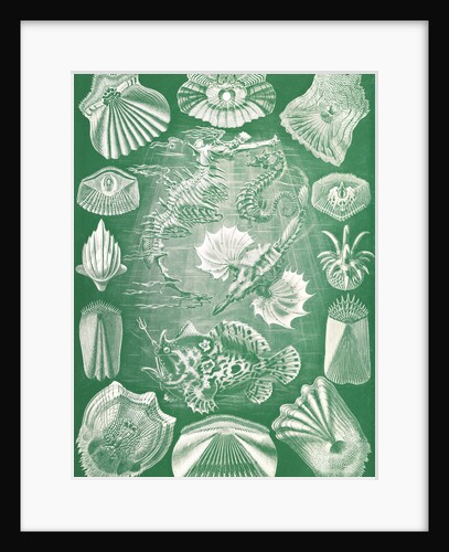 Fish. Teleostei by Ernst Haeckel