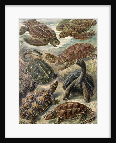 Tortoises and turtles. Chelonia by Ernst Haeckel