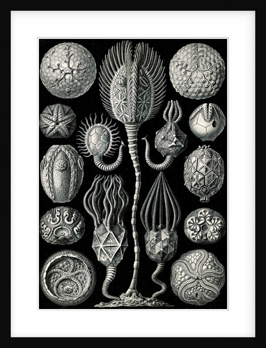Marine animals. Cystoidea by Ernst Haeckel